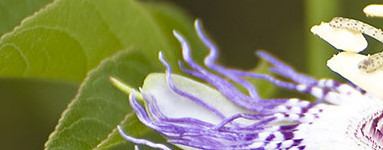 Страстоцвет (Passiflora incarnata)